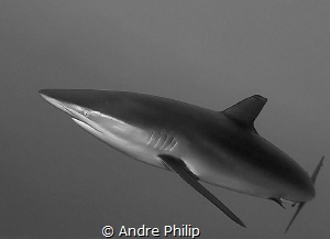 dynamic and elegance - a silky shark in the red sea by Andre Philip 